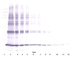 Invitrogen TNF alpha Polyclonal Antibody, Biotin, PeproTech , Invitrogen