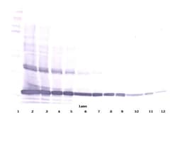 Invitrogen TNF alpha Polyclonal Antibody, Biotin, PeproTech , Invitrogen