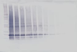 Invitrogen IL-6 Polyclonal Antibody, Biotin, PeproTech , Invitrogen 50