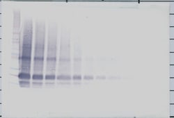 Invitrogen IL-6 Polyclonal Antibody, Biotin, PeproTech , Invitrogen 50