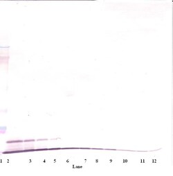 CXCL1 Polyclonal Antibody, Biotin, PeproTech , Invitrogen:Antibodies:Primary