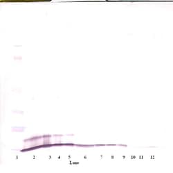 CXCL1 Polyclonal Antibody, Biotin, PeproTech , Invitrogen:Antibodies:Primary