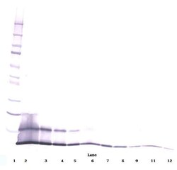 Invitrogen CCL5 (RANTES) Polyclonal Antibody, PeproTech , Invitrogen 100