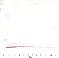 Invitrogen CCL5 (RANTES) Polyclonal Antibody, Biotin, PeproTech , Invitrogen