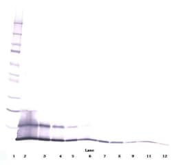 Invitrogen CCL5 (RANTES) Polyclonal Antibody, Biotin, PeproTech , Invitrogen