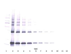 CNTF Polyclonal Antibody, PeproTech , Invitrogen:Antibodies:Primary Antibodies