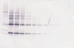 CNTF Polyclonal Antibody, Biotin, PeproTech , Invitrogen:Antibodies:Primary