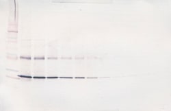 CNTF Polyclonal Antibody, Biotin, PeproTech , Invitrogen:Antibodies:Primary