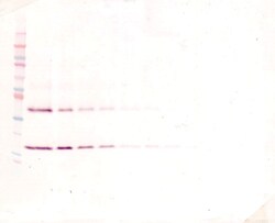 IL-1 beta Polyclonal Antibody, PeproTech , Invitrogen:Antibodies:Primary