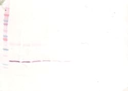 IL-1 beta Polyclonal Antibody, PeproTech , Invitrogen:Antibodies:Primary