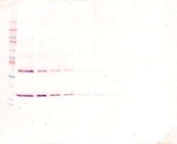 Invitrogen IL-1 beta Polyclonal Antibody, Biotin, PeproTech , Invitrogen