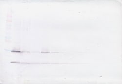 PeproTech GDNF Polyclonal Antibody, PeproTech , Invitrogen 100 &mu;g; Unconjugated:Antibodies,