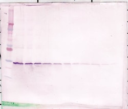 GDNF Polyclonal Antibody, Biotin, PeproTech , Invitrogen:Antibodies:Primary