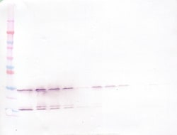 GDNF Polyclonal Antibody, Biotin, PeproTech , Invitrogen:Antibodies:Primary
