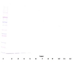 PeproTech NTF3 Polyclonal Antibody, PeproTech , Invitrogen 50 &mu;g; Unconjugated:Antistoffer