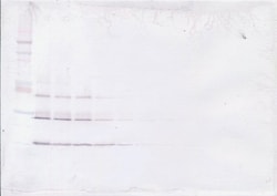 Invitrogen NTF4 Polyclonal Antibody, PeproTech , Invitrogen 50 &mu;g; Unconjugated:Antibodies,