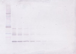 Invitrogen NTF4 Polyclonal Antibody, Biotin, PeproTech , Invitrogen 500