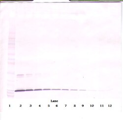Invitrogen NTF4 Polyclonal Antibody, PeproTech , Invitrogen 1 mg; Unconjugated:Antibodies,