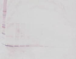 PeproTech BDNF Polyclonal Antibody, PeproTech , Invitrogen 100 &mu;g; Unconjugated:Antibodies,