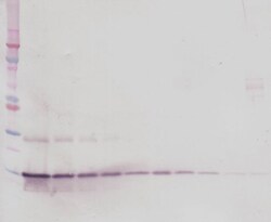 PeproTech BDNF Polyclonal Antibody, PeproTech , Invitrogen 100 &mu;g; Unconjugated:Antibodies,