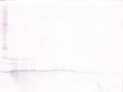 BDNF Polyclonal Antibody, Biotin, PeproTech&reg;, Invitrogen&trade;