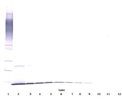 beta-NGF Polyclonal Antibody, Biotin, PeproTech , Invitrogen:Antibodies:Primary