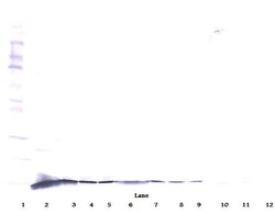 beta-NGF Polyclonal Antibody, Biotin, PeproTech , Invitrogen:Antibodies:Primary