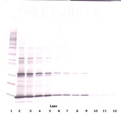 Leptin Polyclonal Antibody, PeproTech , Invitrogen:Antibodies:Primary Antibodies