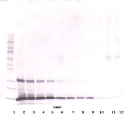 Leptin Polyclonal Antibody, PeproTech , Invitrogen:Antibodies:Primary Antibodies
