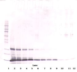 Invitrogen Leptin Polyclonal Antibody, Biotin, PeproTech , Invitrogen 500