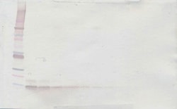 CXCL12 alpha (SDF-1 alpha) Polyclonal Antibody, PeproTech , Invitrogen:Antibodies:Primary