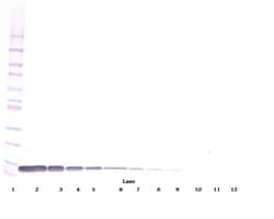 Invitrogen CXCL12 beta (SDF-1 beta) Polyclonal Antibody, Biotin, PeproTech