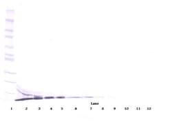 Invitrogen CXCL12 beta (SDF-1 beta) Polyclonal Antibody, Biotin, PeproTech