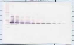 Invitrogen IL17D Polyclonal Antibody, Biotin, PeproTech , Invitrogen 500