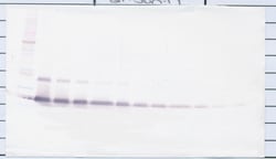 Invitrogen IL17D Polyclonal Antibody, Biotin, PeproTech , Invitrogen 500