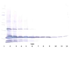 PeproTech IL-25 Polyclonal Antibody, PeproTech , Invitrogen 100 &mu;g;