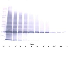 Invitrogen IL-25 Polyclonal Antibody, Biotin, PeproTech , Invitrogen 50