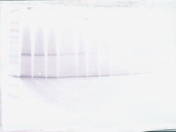 Invitrogen IL-17F Polyclonal Antibody, PeproTech , Invitrogen 1 mg; Unconjugated:Antibodies,