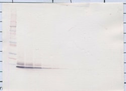 CXCL5 Polyclonal Antibody, Biotin, PeproTech&reg;, Invitrogen&trade;