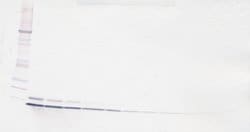 PeproTech CXCL1 Polyclonal Antibody, Biotin, PeproTech , Invitrogen 500