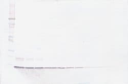 CXCL10 Polyclonal Antibody, Biotin, PeproTech , Invitrogen:Antibodies:Primary