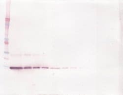 Invitrogen IL-4 Polyclonal Antibody, Biotin, PeproTech , Invitrogen 25