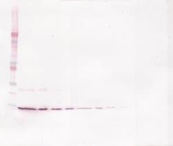 Invitrogen IL-4 Polyclonal Antibody, Biotin, PeproTech , Invitrogen 25