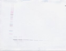 PeproTech MIP-3 alpha Polyclonal Antibody, PeproTech , Invitrogen 50 &mu;g | Buy Online | PeproTech | Fisher Scientific