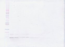 PeproTech MIP-3 alpha Polyclonal Antibody, PeproTech , Invitrogen 50 &mu;g | Buy Online | PeproTech | Fisher Scientific