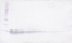 MIP-3 alpha Polyclonal Antibody, Biotin, PeproTech , Invitrogen:Antibodies:Primary