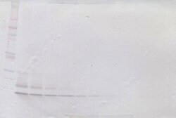 MIP-3 beta Polyclonal Antibody, PeproTech , Invitrogen:Antibodies:Primary