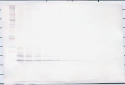 Invitrogen MIP-3 beta Polyclonal Antibody, Biotin, PeproTech , Invitrogen