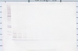 Invitrogen MIP-3 beta Polyclonal Antibody, Biotin, PeproTech , Invitrogen