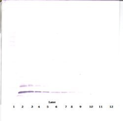 Invitrogen TARC Polyclonal Antibody, Biotin, PeproTech , Invitrogen 50